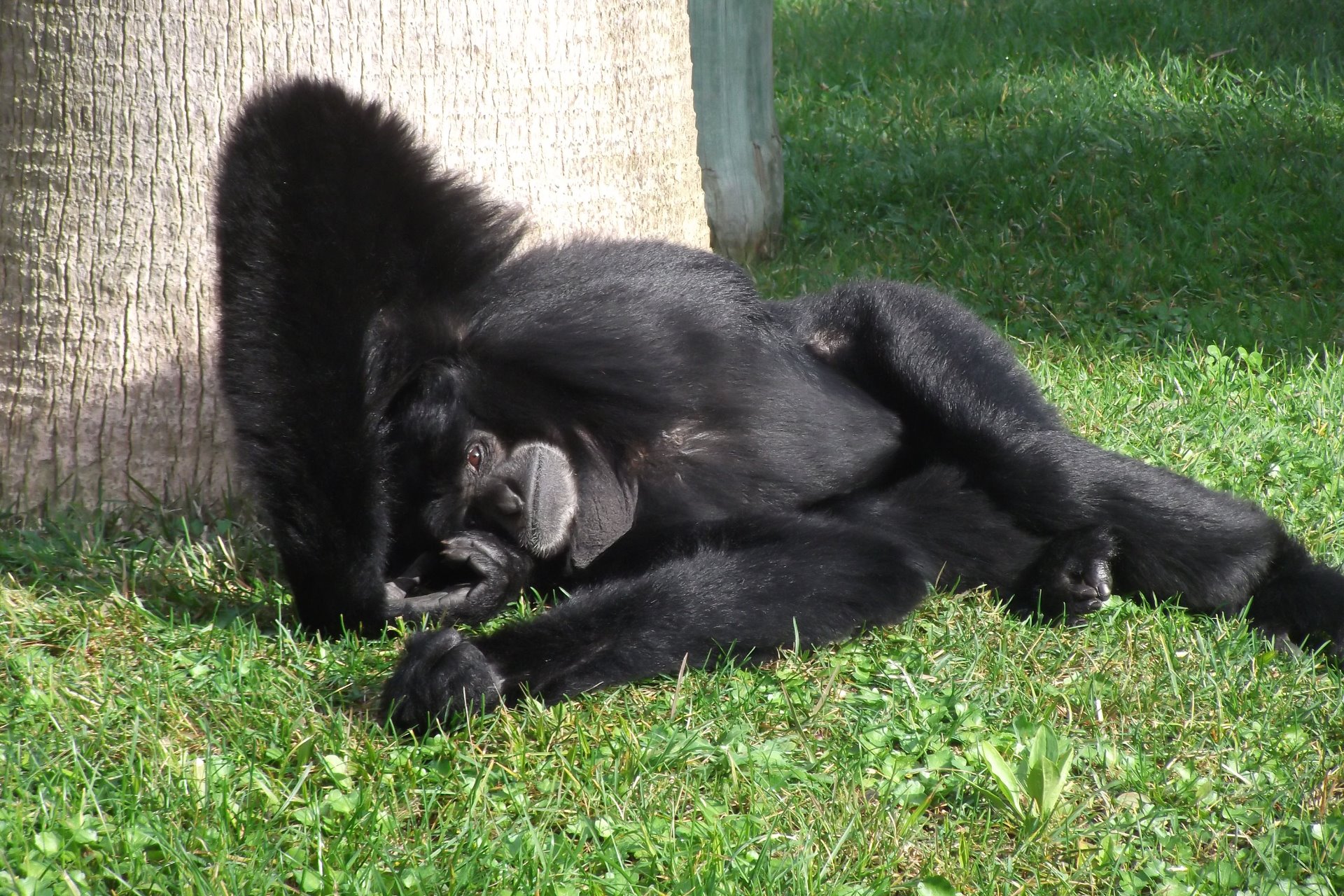 Gibbon