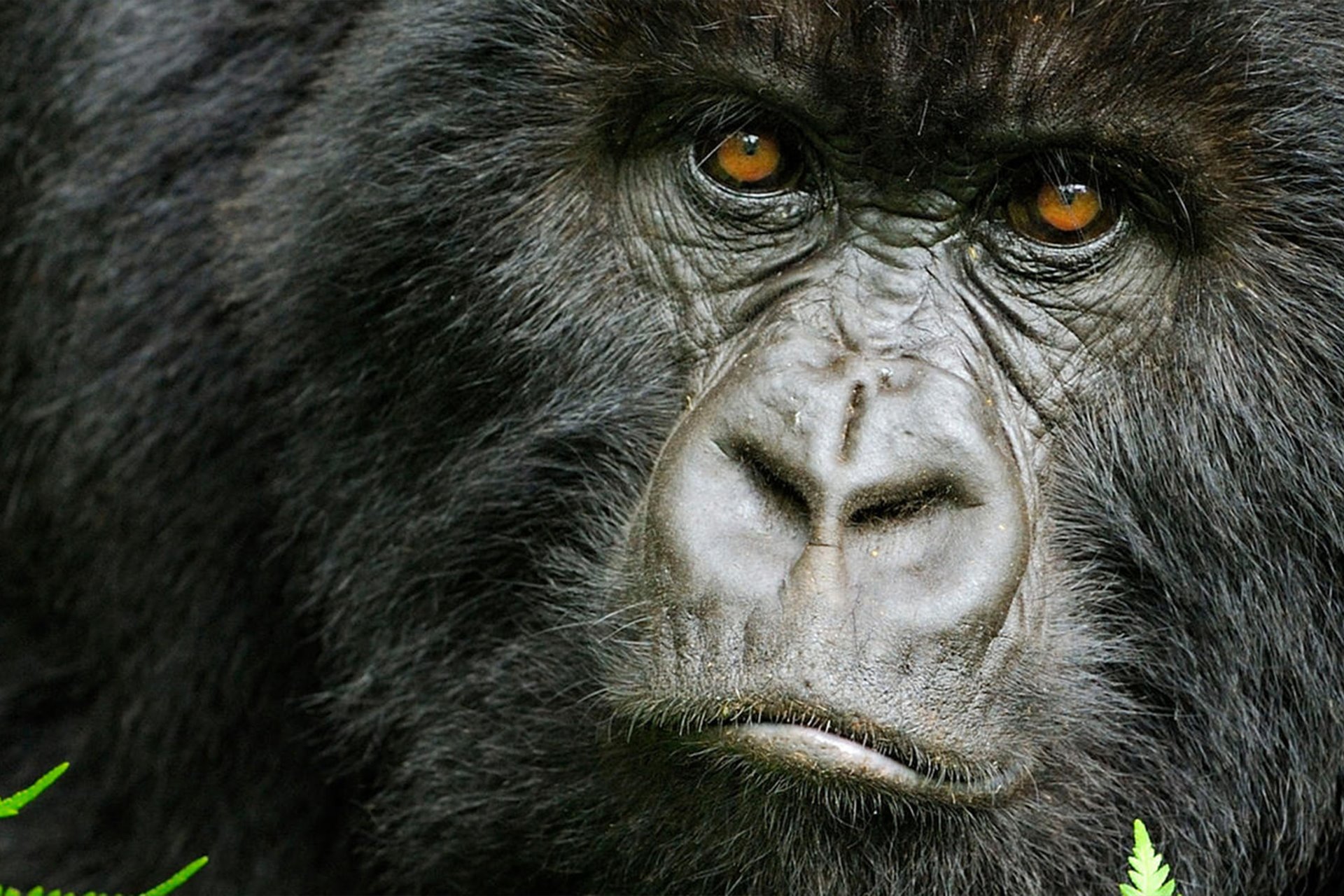 Gorilla