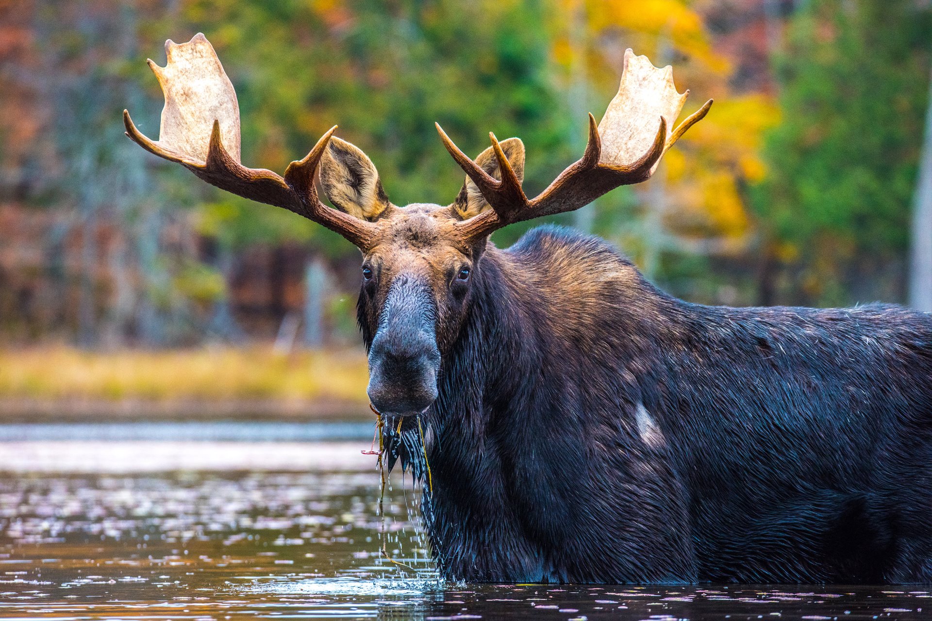 Eland