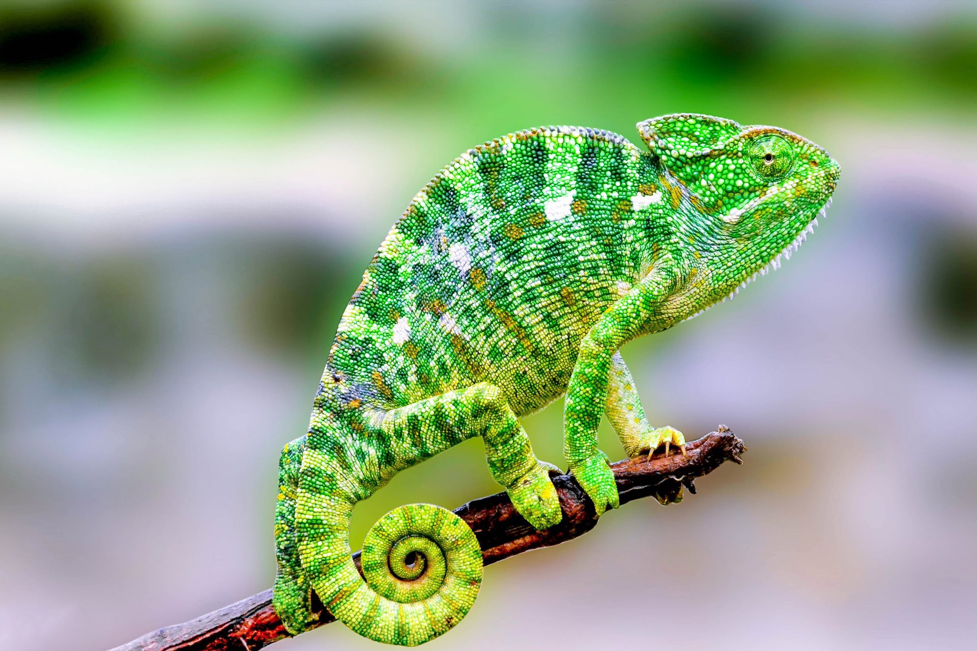 Kameleon